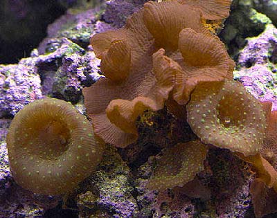 Speckled Mushroom, Brown Mushroom, Spotted Mushroom, or Green Mushroom, Actinodiscus mutabilis