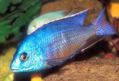 Red Empress, African Cichlid Facts