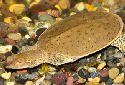 Click for more info on Spiny Soft-shelled Turtle