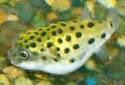 Click for more info on Spotted Green Puffer