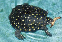 Click for more info on Spotted Turtle