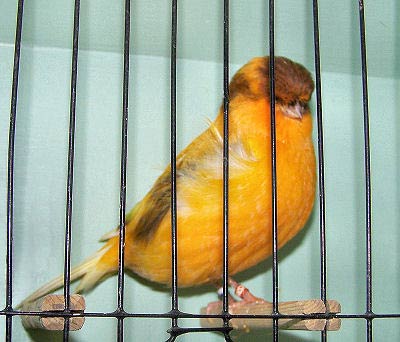Picture of a Crested Stafford Canary