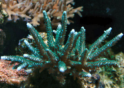 Acropora formosa the Staghorn Acropora or Staghorn Coral