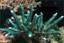 Click for more info on Staghorn Acropora