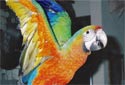 Click for more info on Starlight Macaw