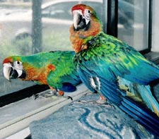 Starlight Macaws
