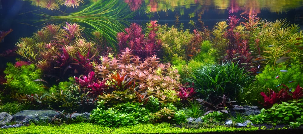 Stem Aquarium Plants
