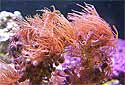 Click for more info on Stick Polyps