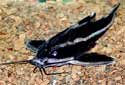 Click for more info on Striped Raphael Catfish
