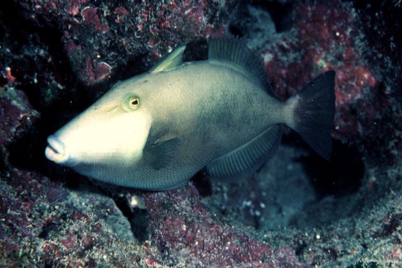 brown triggerfish masked triggerfish