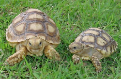 Picture of juvenile African Spurred Tortoises or Sulcata Tortoises