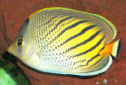Click to learn about Butterflyfish