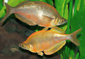 Click for more info on Millennium Rainbowfish