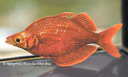 Millennium Rainbowfish or Tami River Rainbowfish