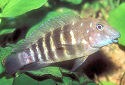 Click for more info on Tanganyikan Goby Cichlid