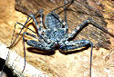 Click for more info on Tanzanian Whipscorpion