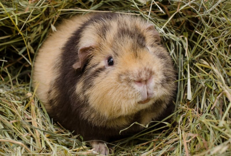 Teddy guinea pig nestled in hay