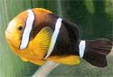 Click for more info on Three-band Clownfish