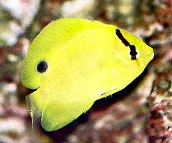 Juvenile Flagfin Angelfish, Apolemichthys trimaculatus