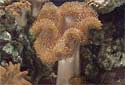 Picture of Sarcophyton glaucum, the Elephant Ear Coral or Toadstool Leather Coral