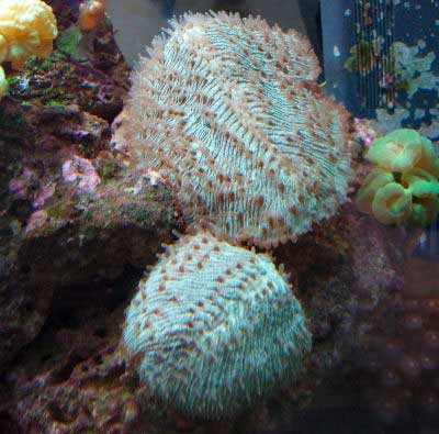 Tongue Coral, Herpolitha limax, also known as Slipper Coral, Mole Coral, and Hedgehog Coral