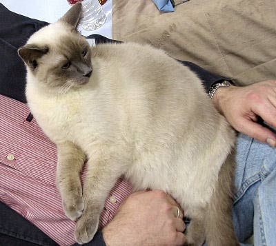 Tonkinese Cat, Golden Siamese Cat, and Tonk is a nickname