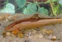 Click for more info on Torrent Loach