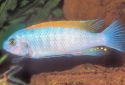 Click for more info on Trewavas Red-Finned Cichlid