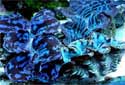 Click to learn about Giant Clams