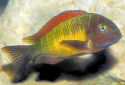 Click for more info on Blunthead Cichlid