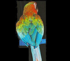 Backside Picture of a Tropicana Macaw