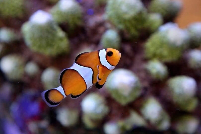 True-Percula-Clownfish