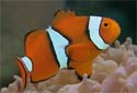 Click for more info on True Percula Clownfish