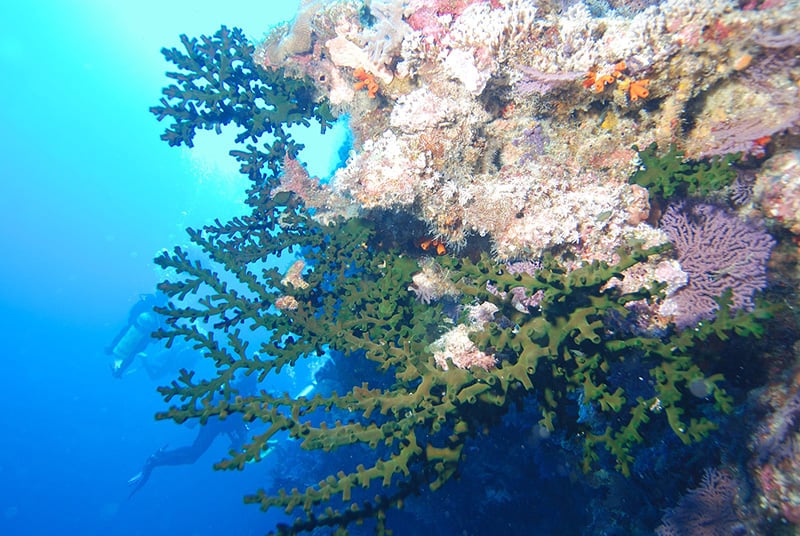 Tubastraea - black sun coral