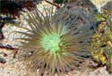 Click for more info on Tube Anemone