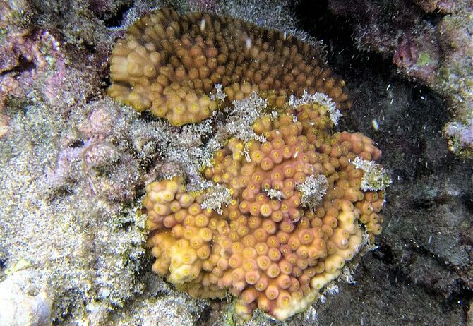 Yellow Cup Coral