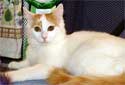 Click for more info on Turkish Van