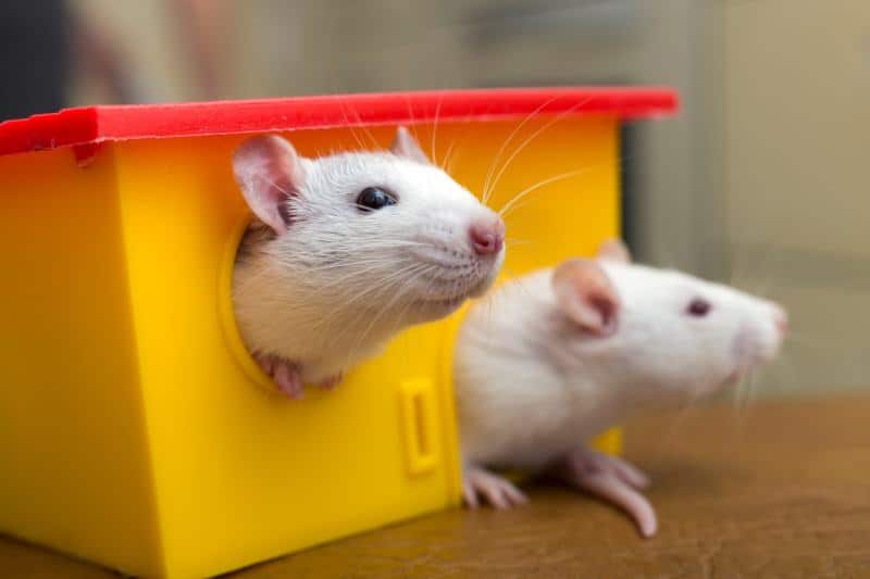 Two funny pet rats and a toy house