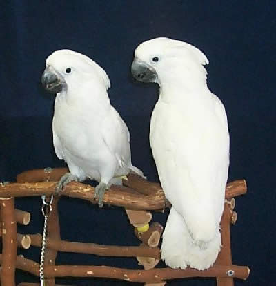 Cockatoo - Bird Care and Information for All Types of Cockatoos
