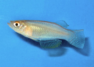 Variable Lampeye, Procatopus similis, Variable Lampeye Killifish, Nigerian Lampeye, Yellow Lampey