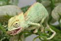 Click for more info on Veiled Chameleon