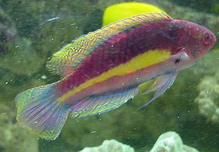 Picture of a Velvet Wrasse, Blue-sided Fairy Wrasse, or Blue-scaled Fairy Wrasse