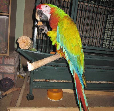 Picture of a Verde Macaw, Hybrid Macaws 