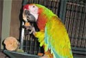Click for more info on Verde Macaw