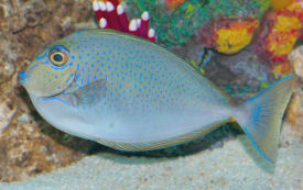 Picture of a juvenile Vlamingi Tang or Bignose Unicornfish, Naso vlamingii