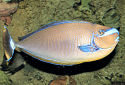Click to learn about Surgeonfish