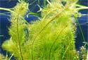 Click for more info on Water Milfoil