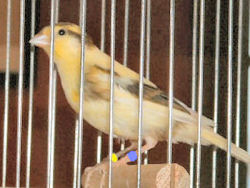 Picture of a Waterslager Canary