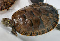 Click for more info on Painted Turtle