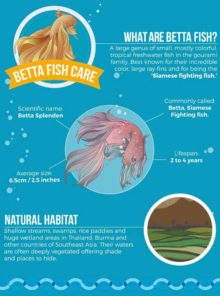 What are Betta Fish